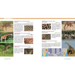 AFRIKA SAFARI REISEFÜHRER - Reiseführer 7 AFRIKA SAFARI REISEFÜHRER - Reiseführer -Campingbedarf Geschäft 5637362886 c afrika safari reisefuehrer 24