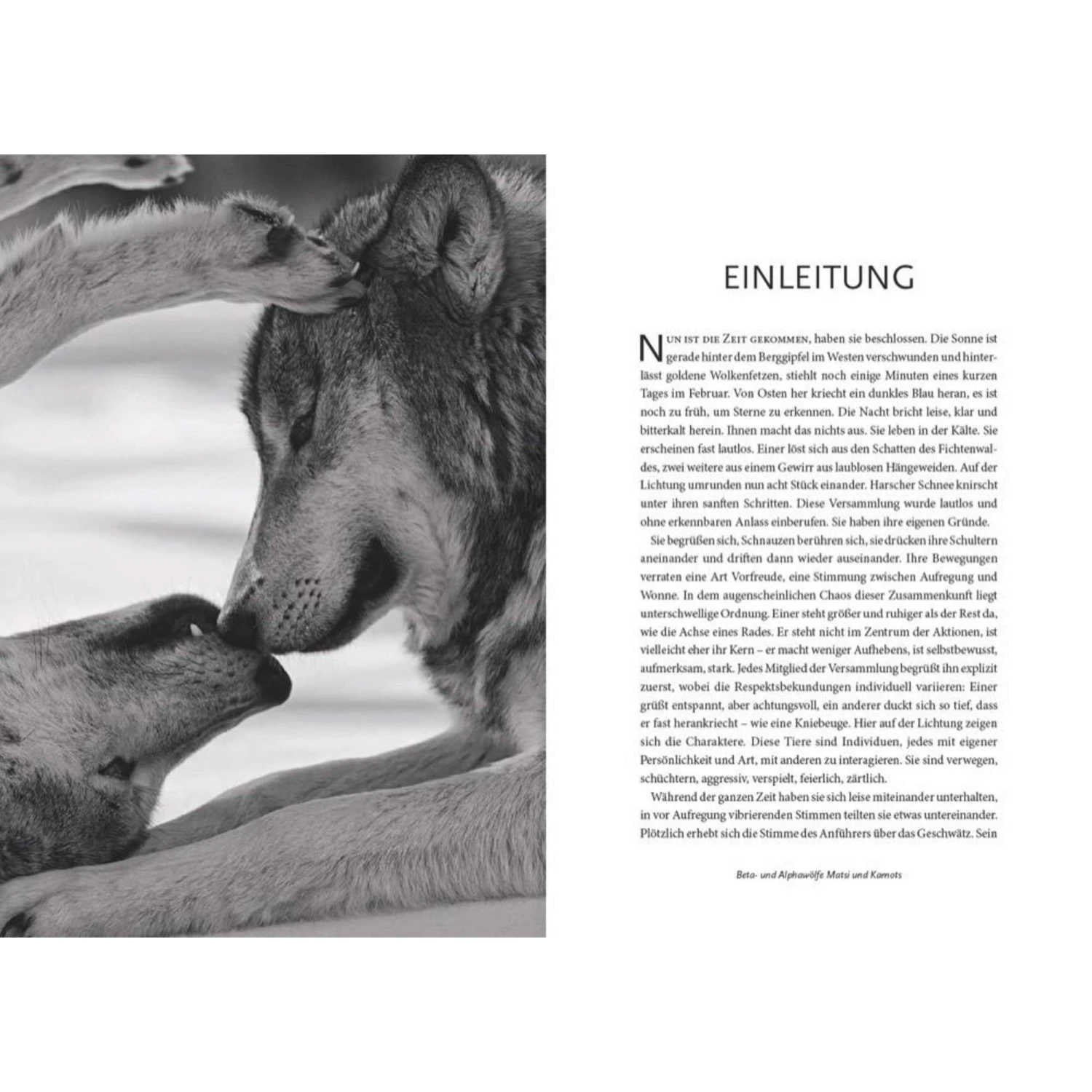 Das Geheime Wissen Der Wölfe - Sachbuch 2 Das Geheime Wissen Der Wölfe - Sachbuch - Image 2