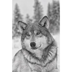 Das Geheime Wissen Der Wölfe - Sachbuch 5 Das Geheime Wissen Der Wölfe - Sachbuch -Campingbedarf Geschäft 5637579457 c das geheime wissen der woelfe 24