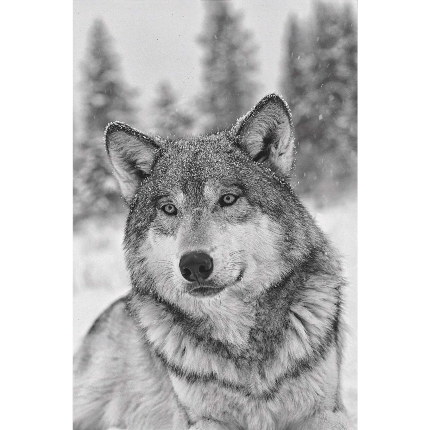 Das Geheime Wissen Der Wölfe - Sachbuch 3 Das Geheime Wissen Der Wölfe - Sachbuch - Image 3