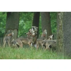 Die Hoffnung Und Der Wolf - Reisetagebuch 5 Die Hoffnung Und Der Wolf - Reisetagebuch -Campingbedarf Geschäft 5637642723 c die hoffnung und der wolf 24